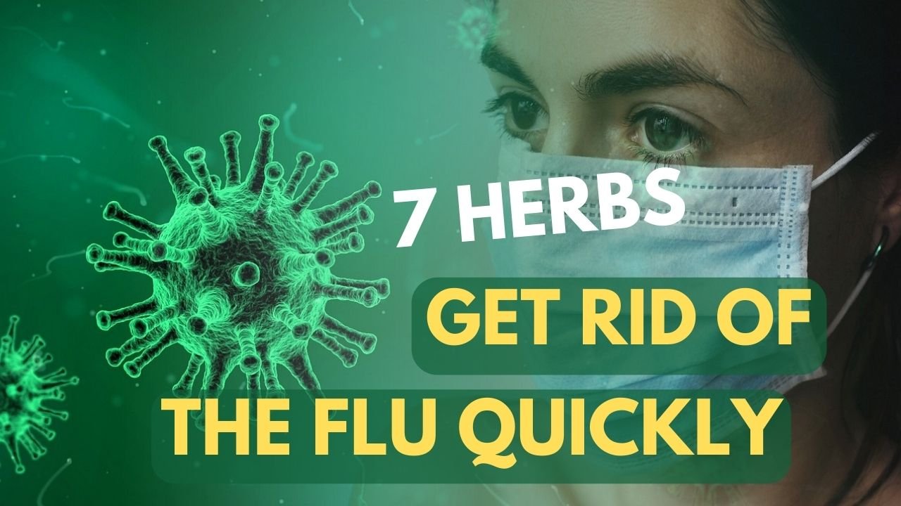 7 Herbs Help To Get Rid Of The Flu Quickly At Home